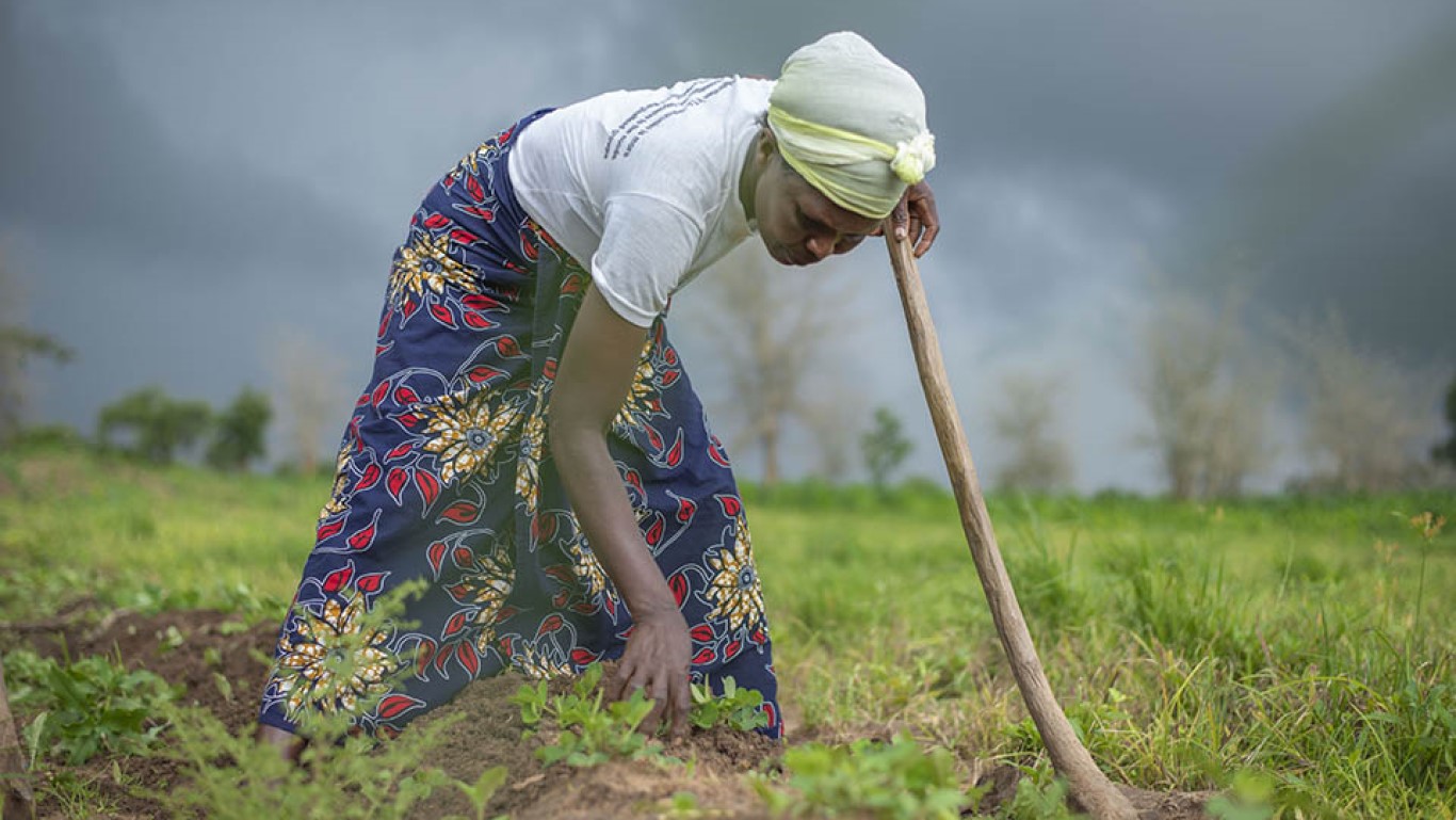 our story Weather forecasts shift climate change impact for women farmers in Malawi image